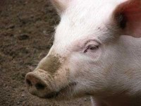 pigface_th.jpg