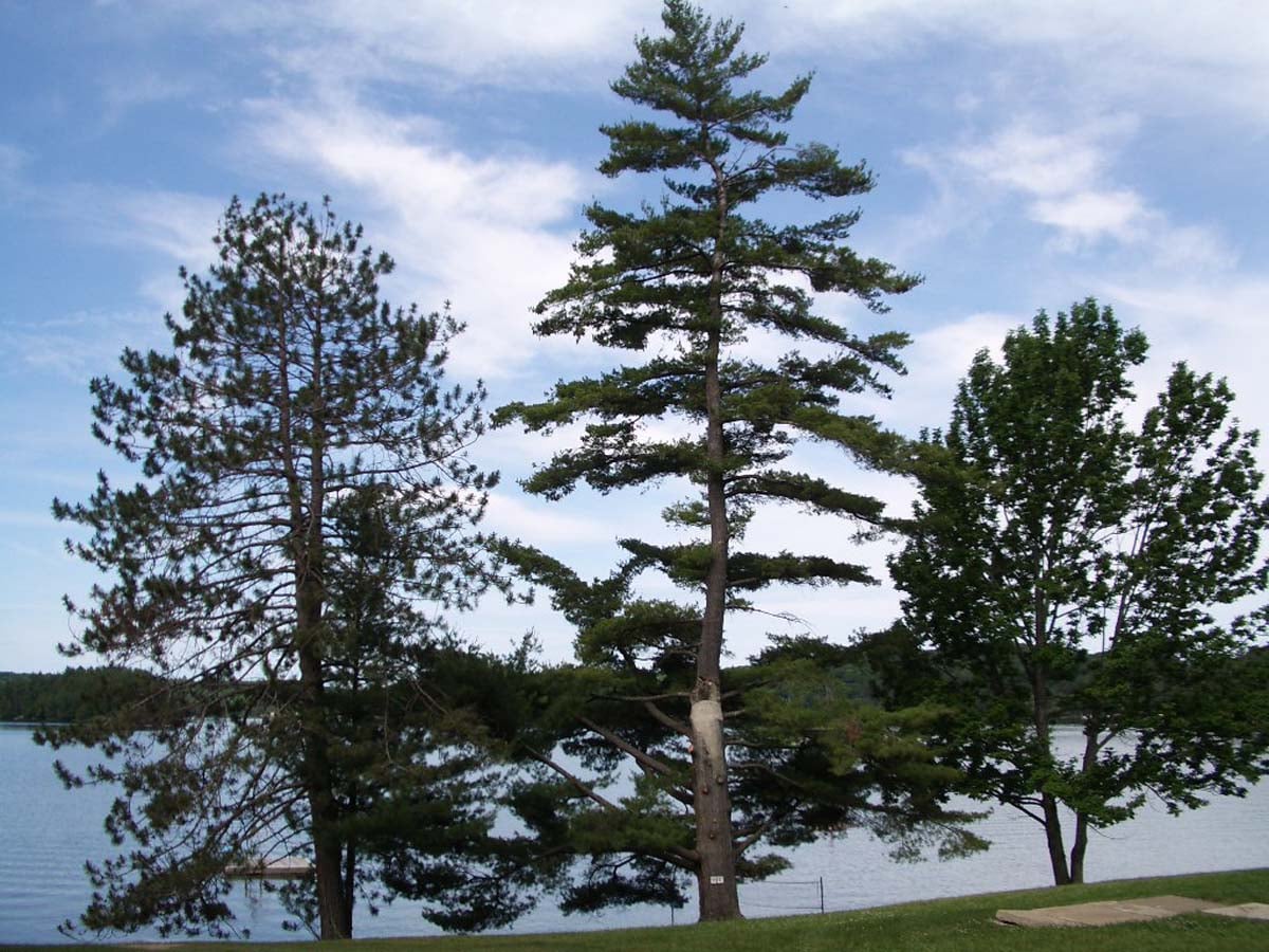 Trees