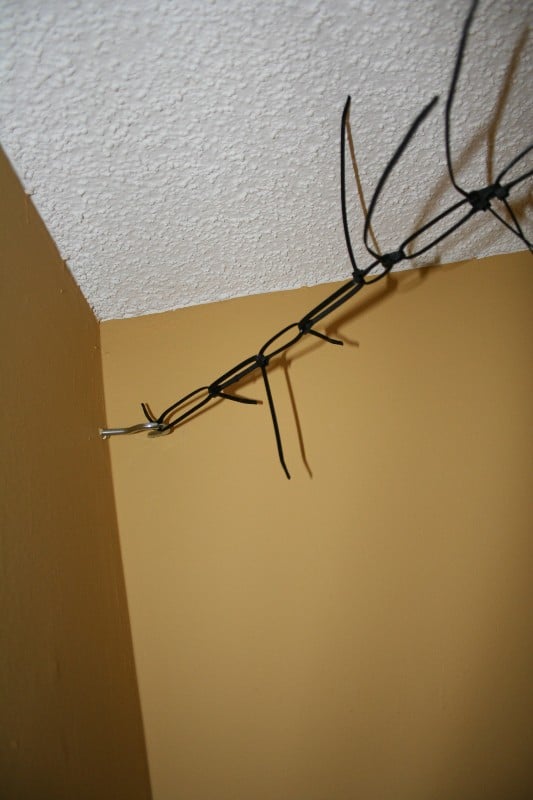 Chameleon_CornerPlace.JPG