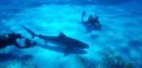 DVD-3930CI-shark-rebellion1.jpg