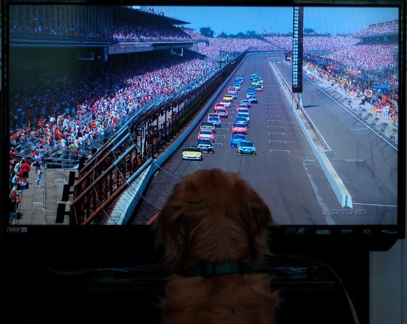DSC_4044-dog-nascar.jpg