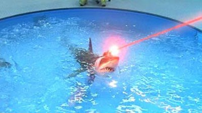 laser sharks