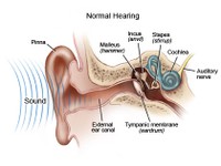 Ear diagram