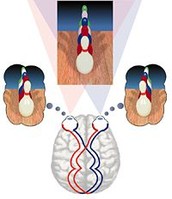 Stereopsis