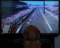 DSC_4044-dog-nascar.jpg