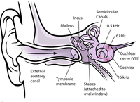 ear_diagram_public_domain.png