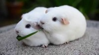 Guinea Pigs Sharing