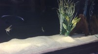 Aquarium Sand