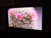 Hitachi 1080p Plasma